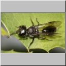 Pemphredon sp Grabwespe 03c 7mm.jpg